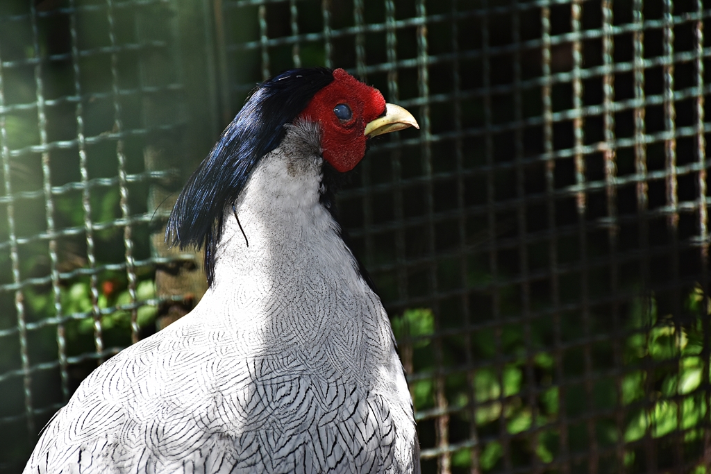 Silver pheasant
