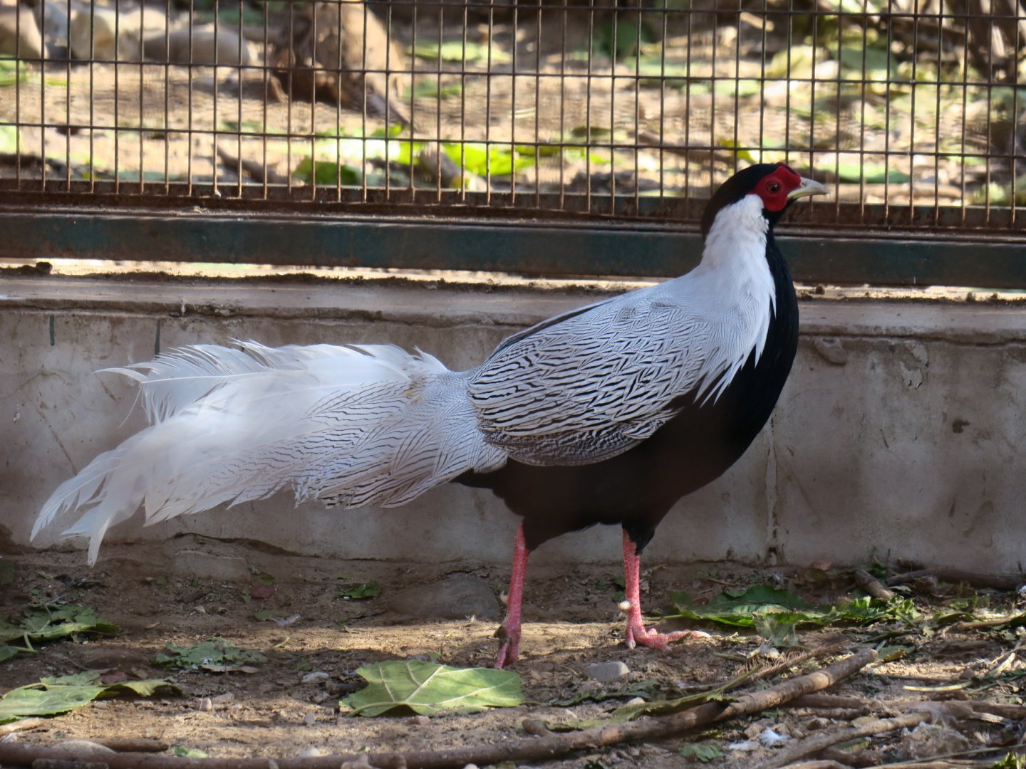silver pheasant