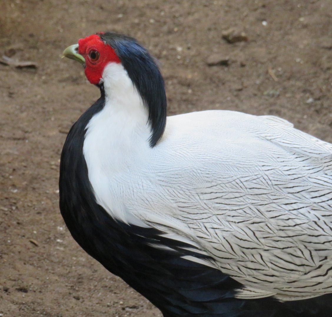 Silver pheasant