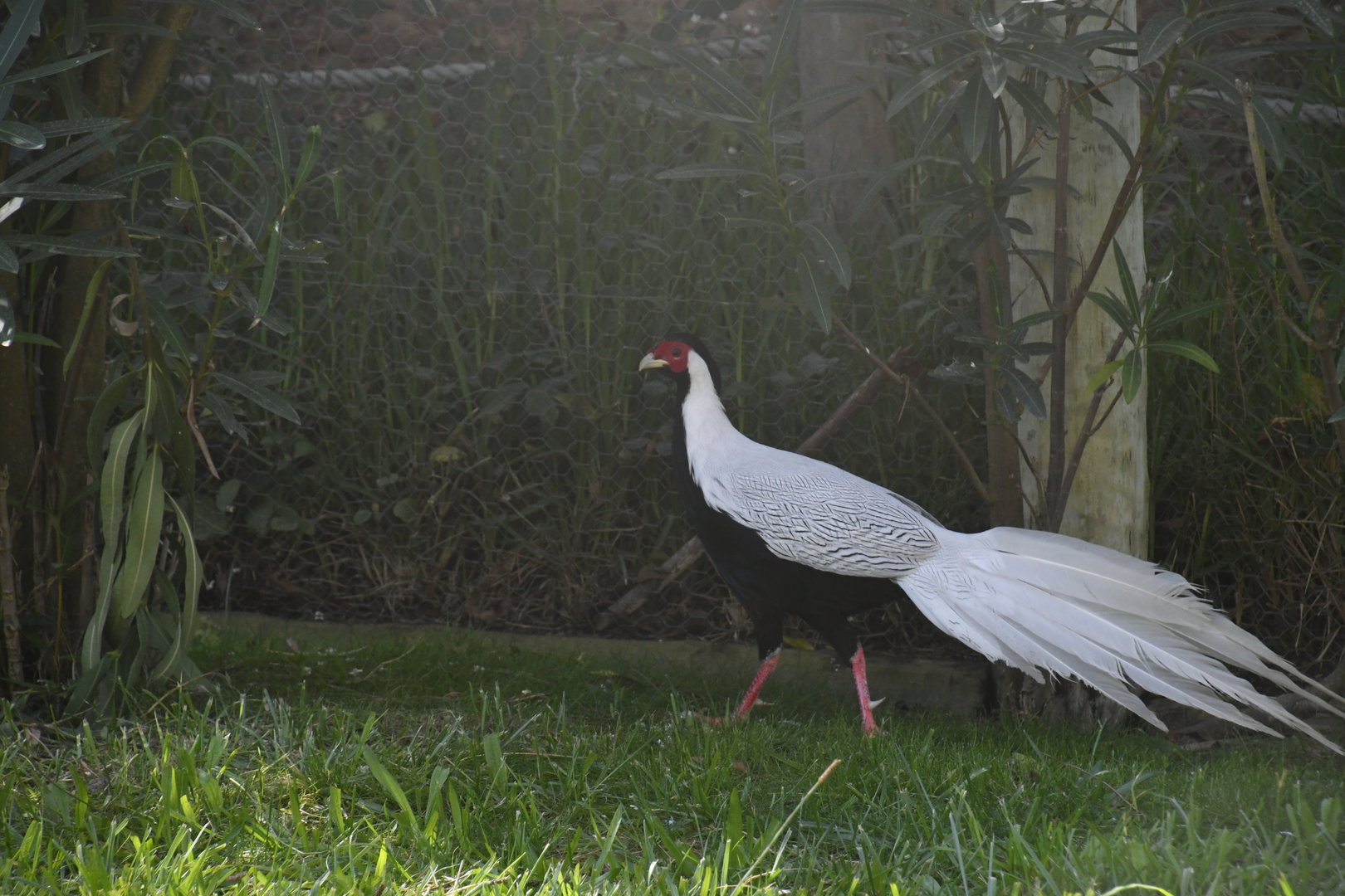 Silver Pheasant