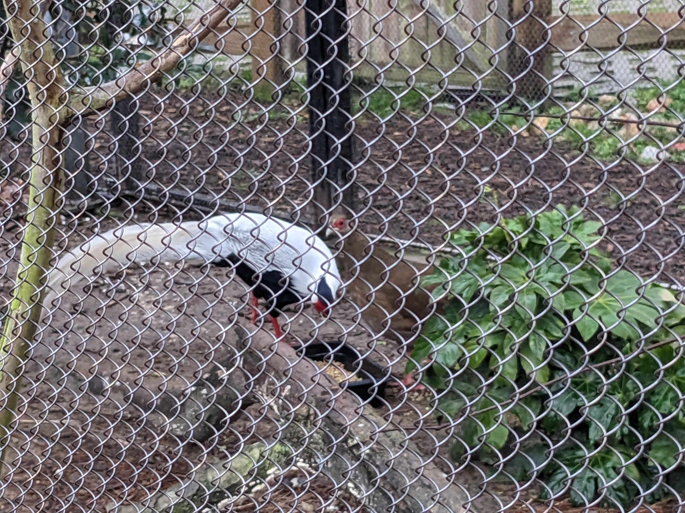 Silver Pheasant