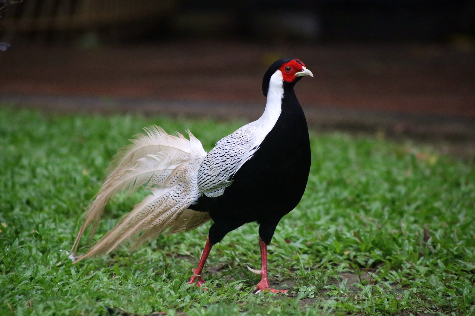 Silver Pheasant