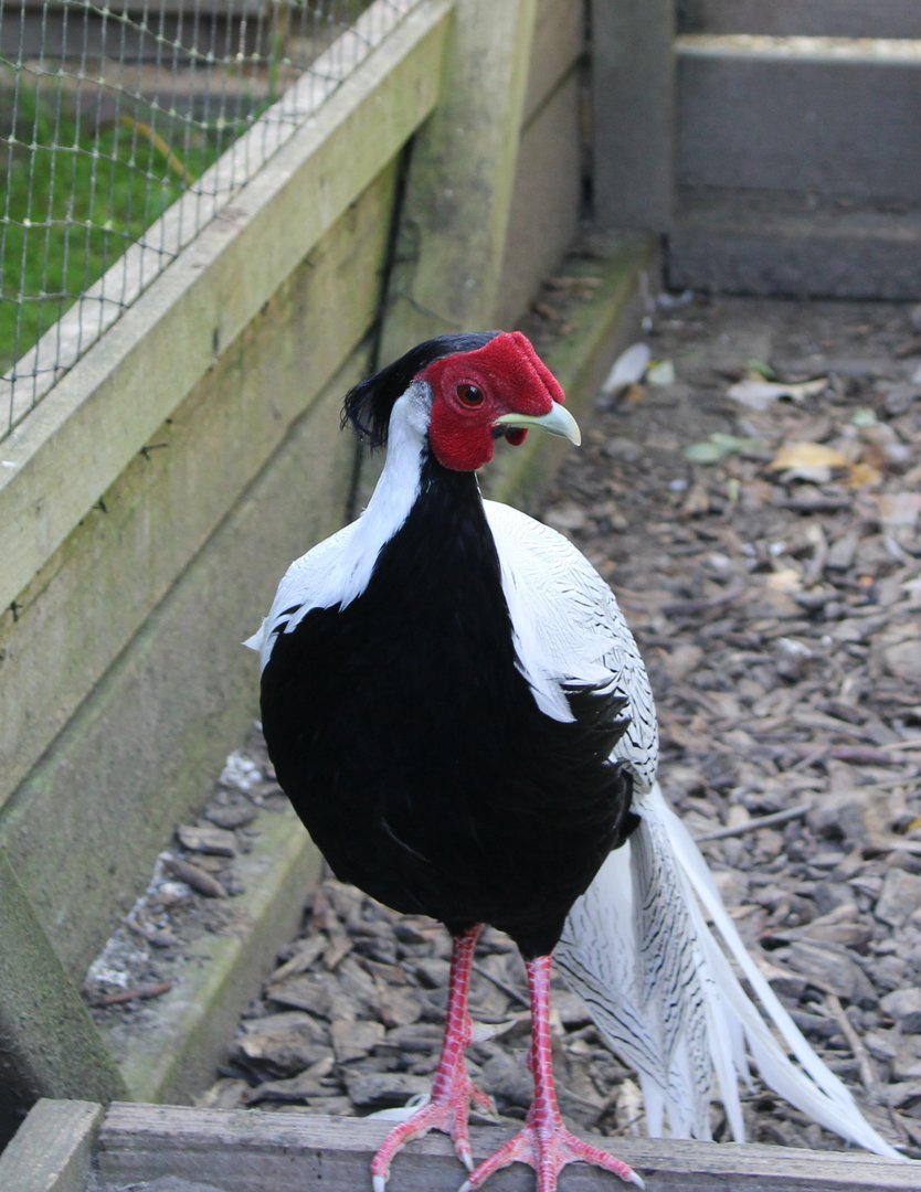 Silver pheasant