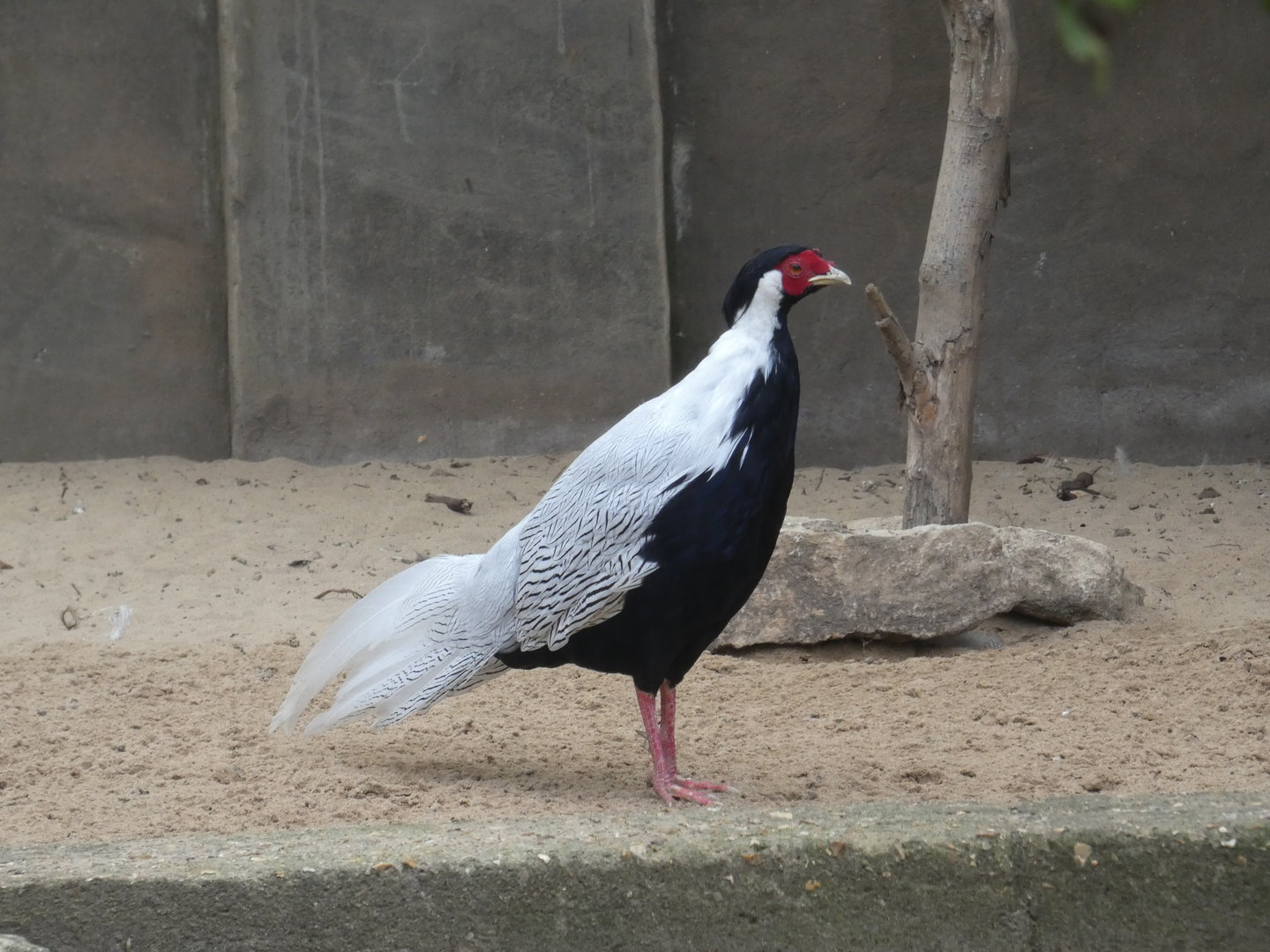 Silver pheasant
