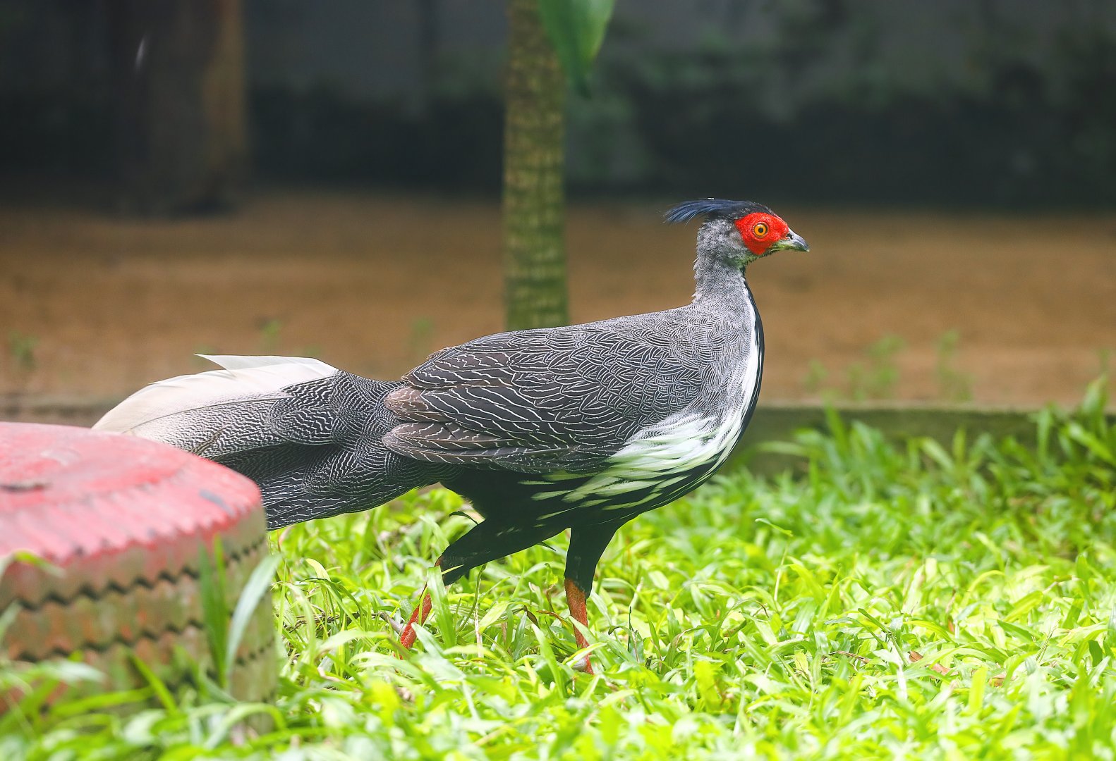 Silver pheasant