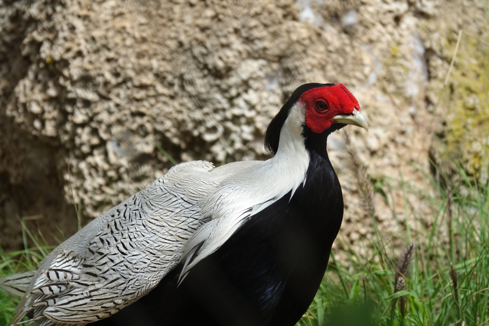 Silver Pheasant
