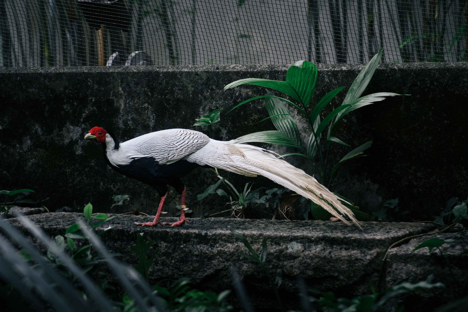 Silver Pheasant
