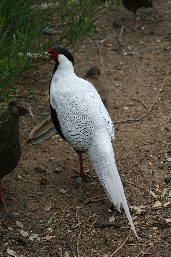 Silver Pheasant