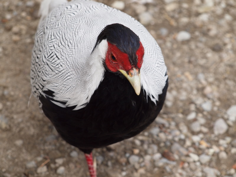 Silver Pheasant