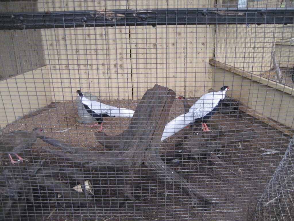 Silver Pheasants