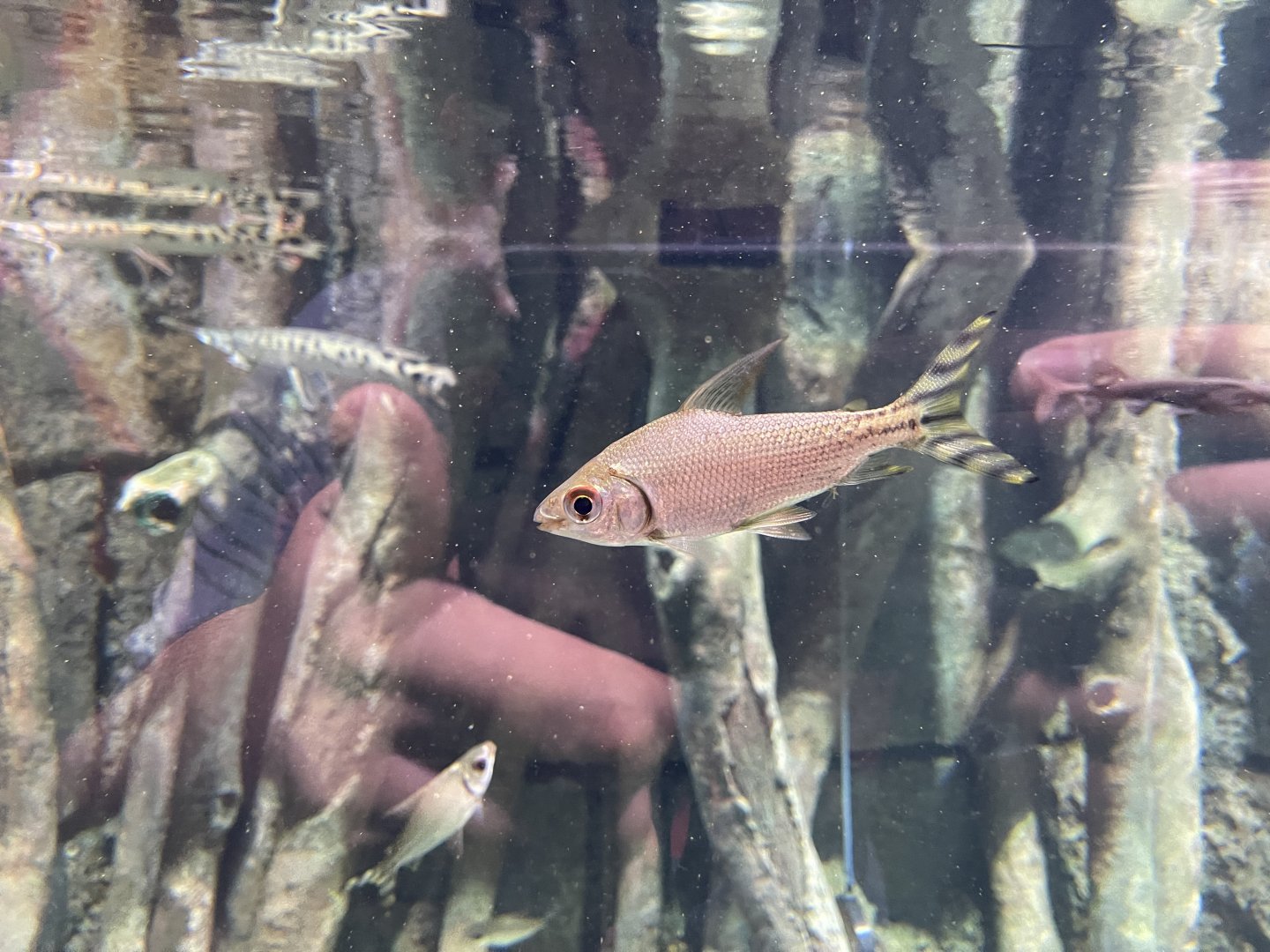 silver prochilodus (semaprochilodus taeniurus) - BX Sea