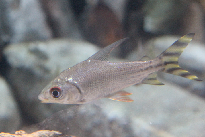 Silver prochilodus (Semaprochilodus taeniurus) - BXSea