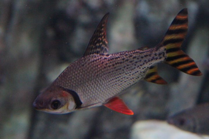 Silver prochilodus (Semaprochilodus taeniurus) - BXSea