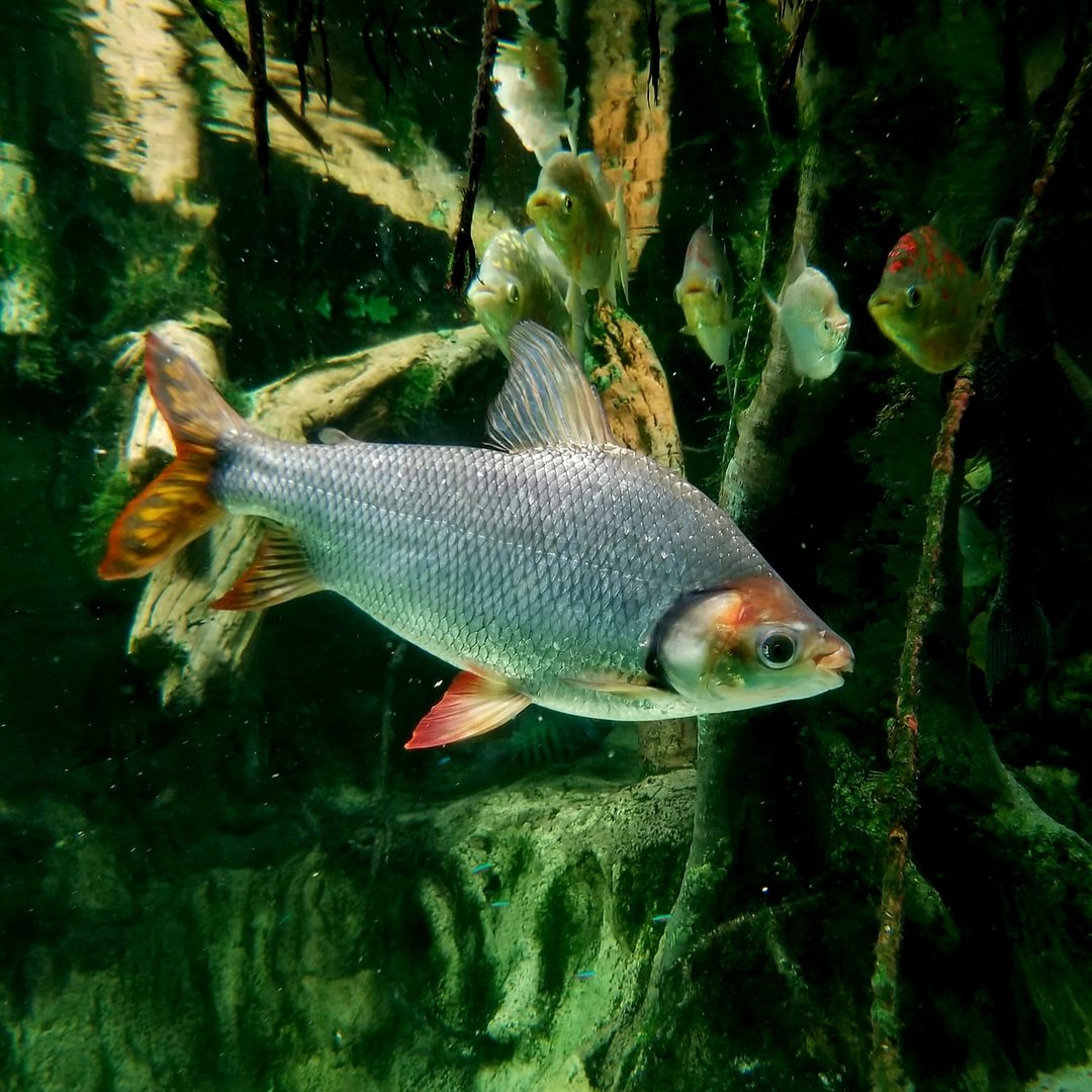 Silver Prochilodus (Semaprochilodus taeniurus)