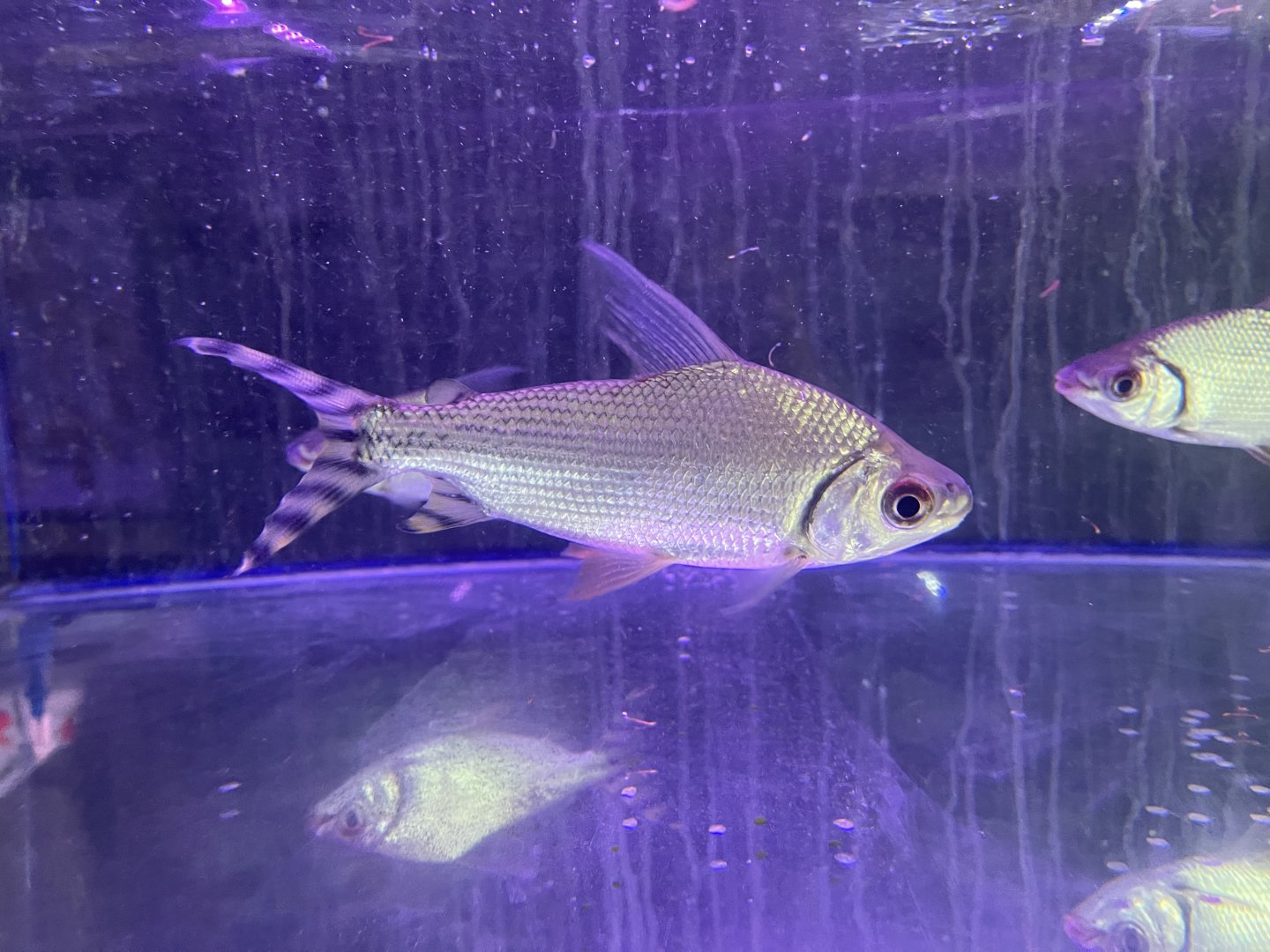 silver prochilodus (semaprochilodus taeniurus)