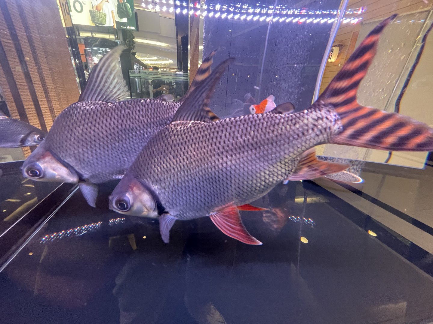 silver prochilodus (semaprochilodus taeniurus)