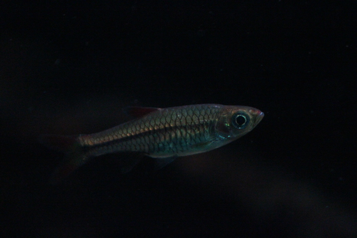 Silver rasbora (Rasbora argyrotaenia) - Dunia Air Tawar & Serangga