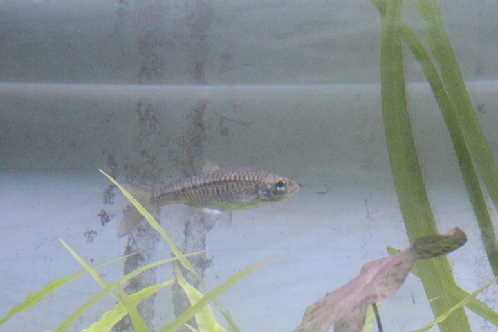 Silver rasbora (Rasbora argyrotaenia)