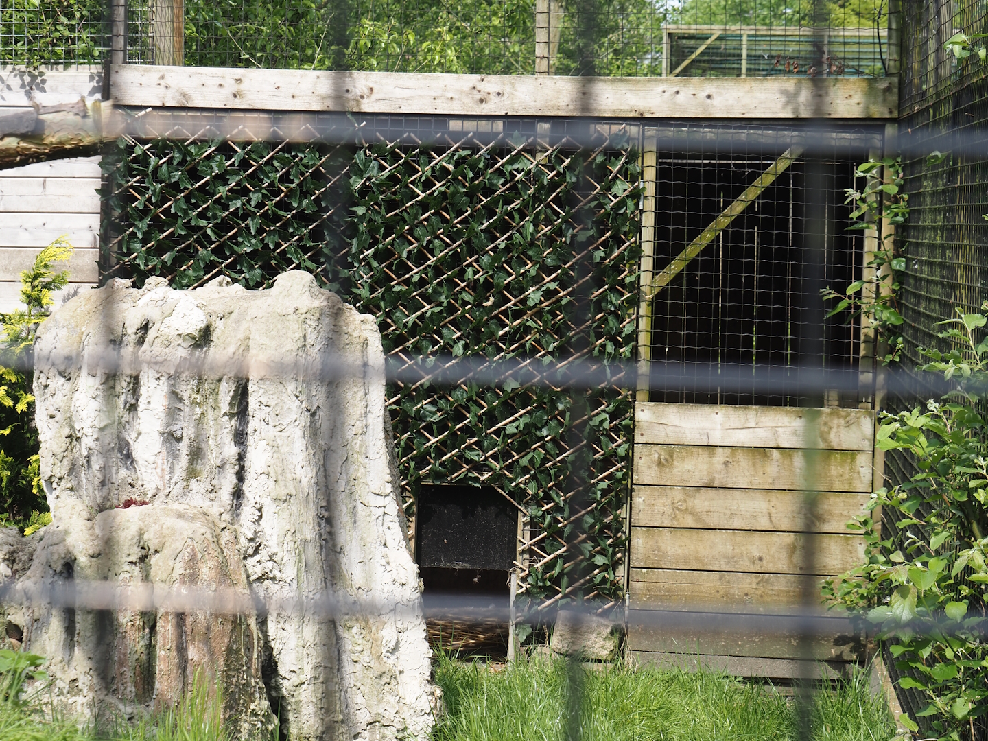 Silver red fox holding, 2024-05-11