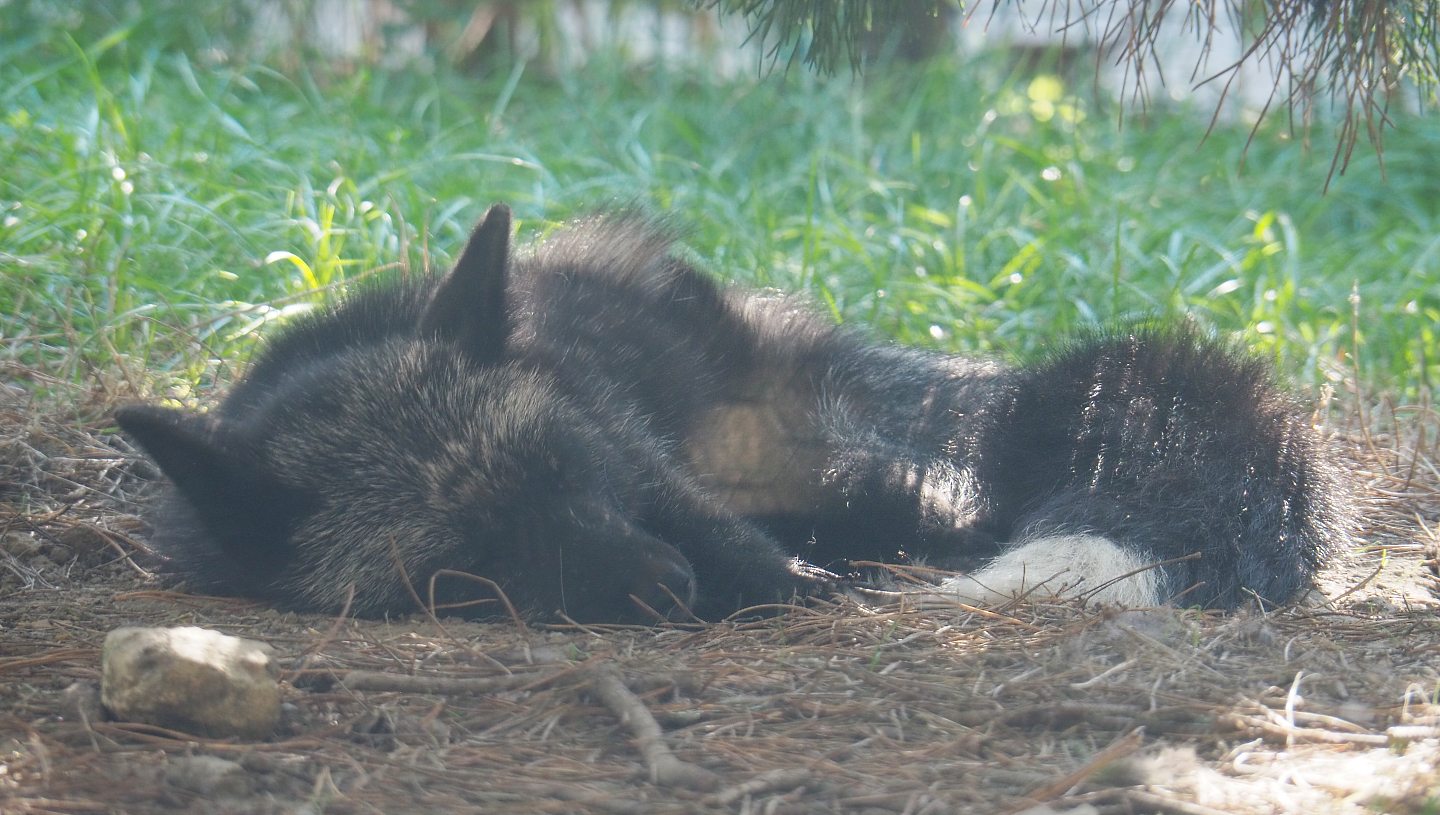 Silver red fox (Vulpes vulpes), 2020-09-12