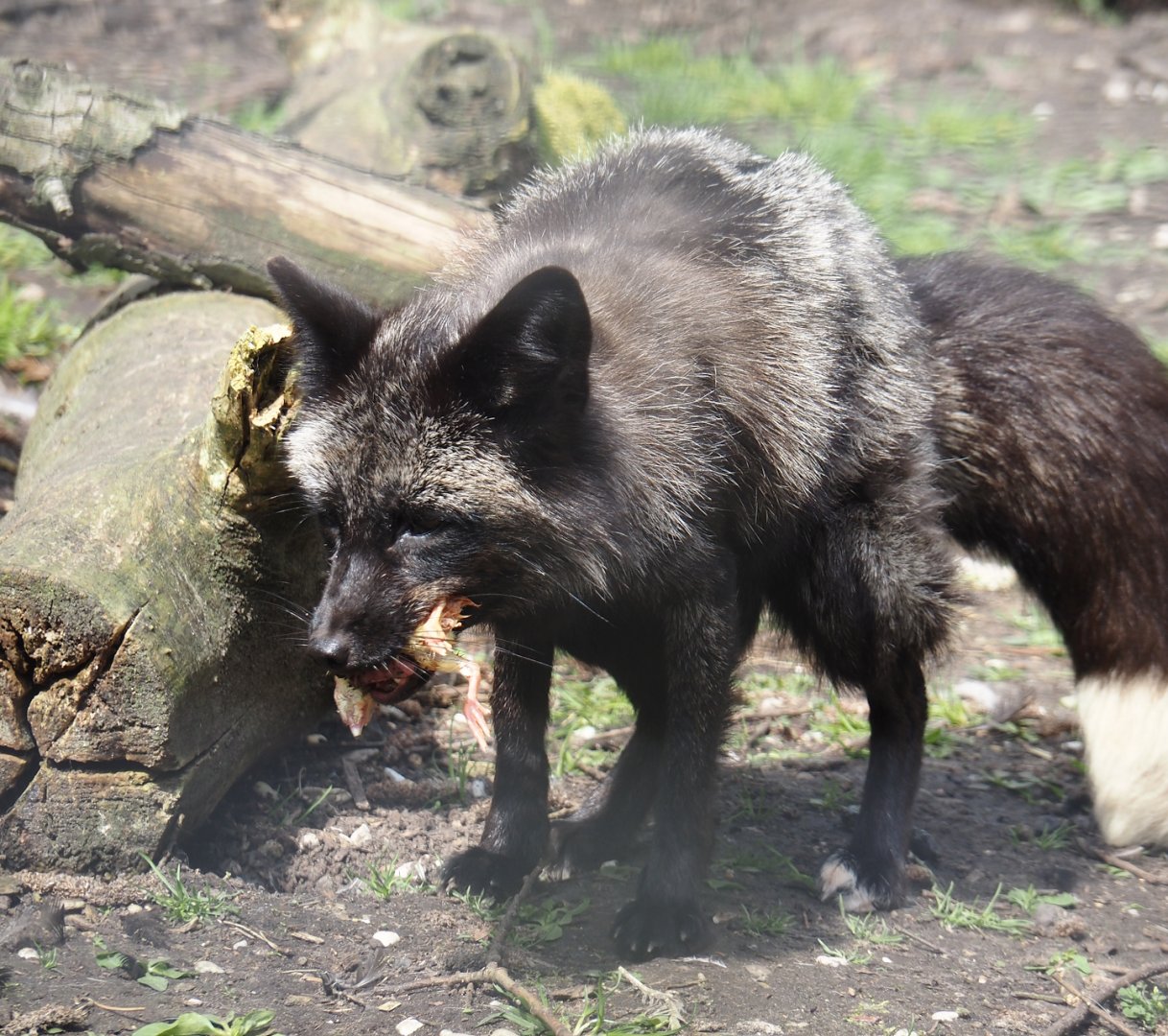 Silver red fox (Vulpes vulpes), 2024-05-11