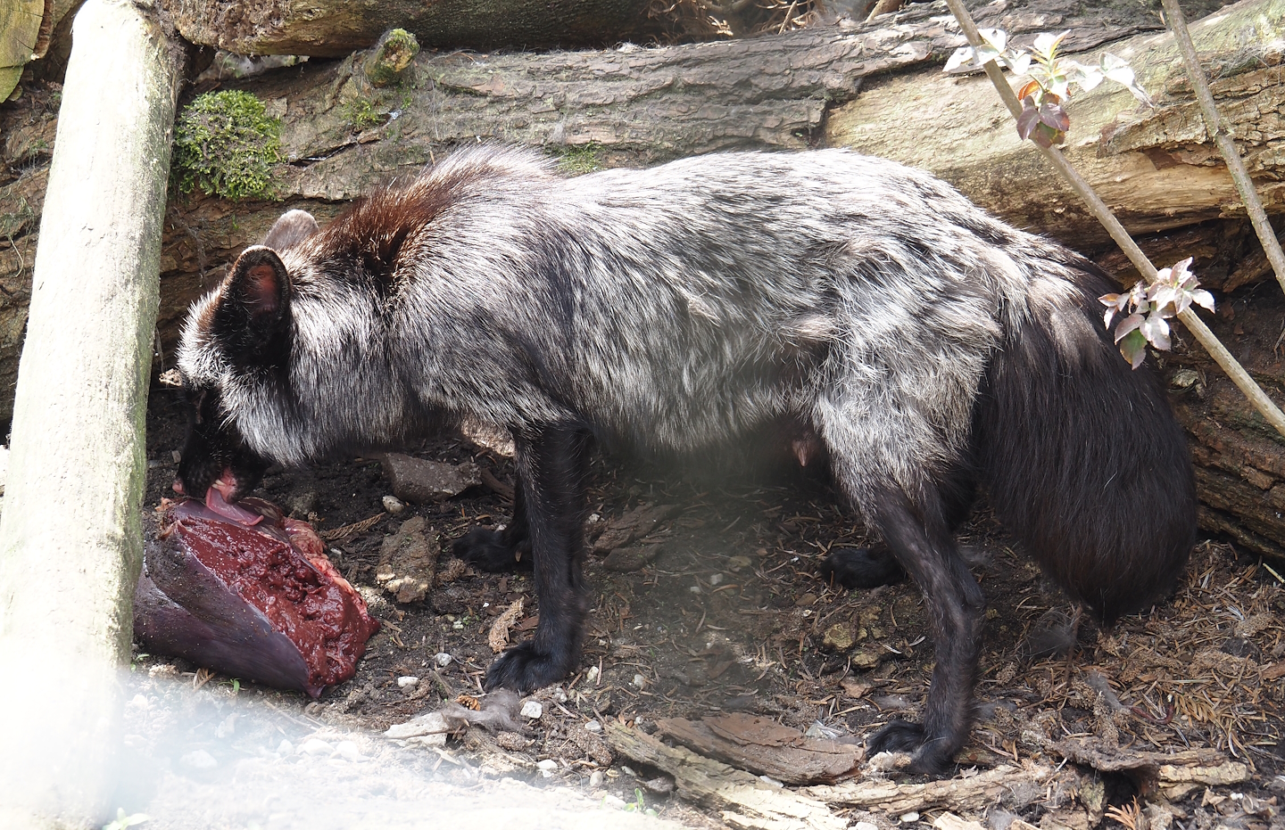 Silver red fox (Vulpes vulpes) eating liver, 2024-05-11