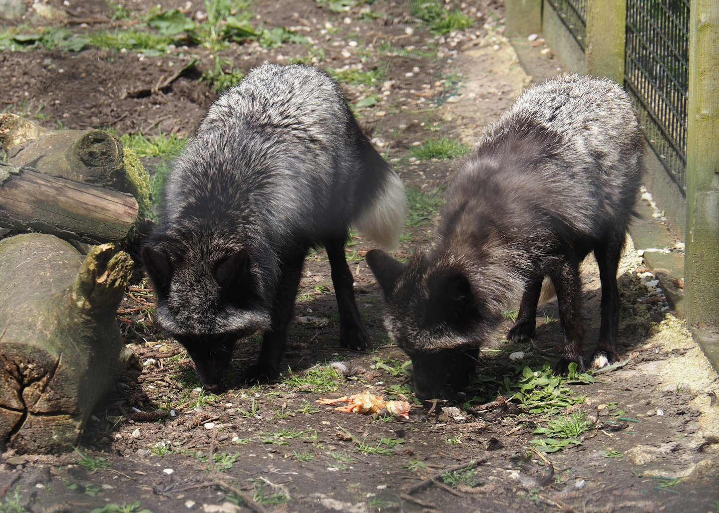 Silver red foxes (Vulpes vulpes), 2024-05-11