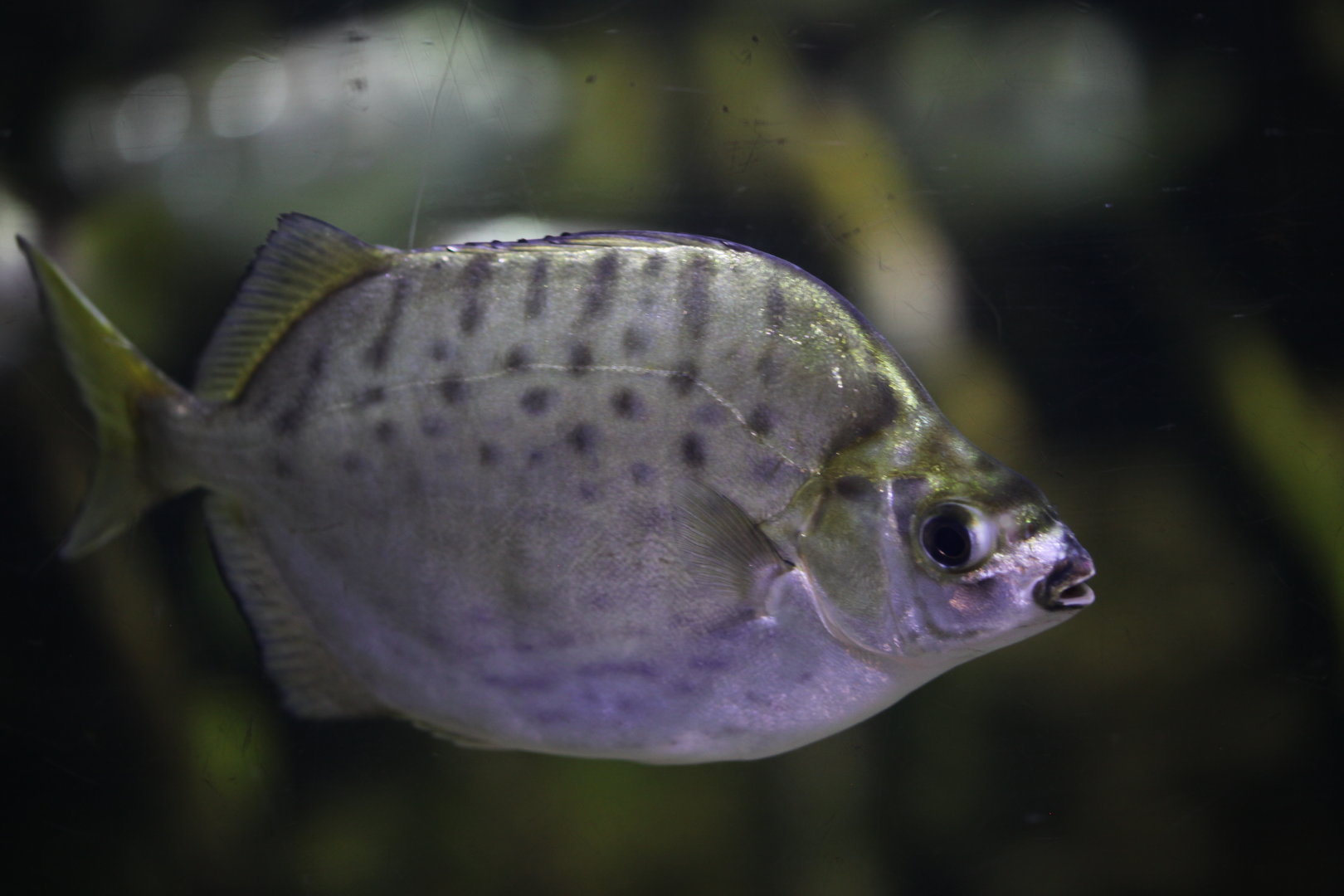 Silver scat (Selenotoca multifasciata)