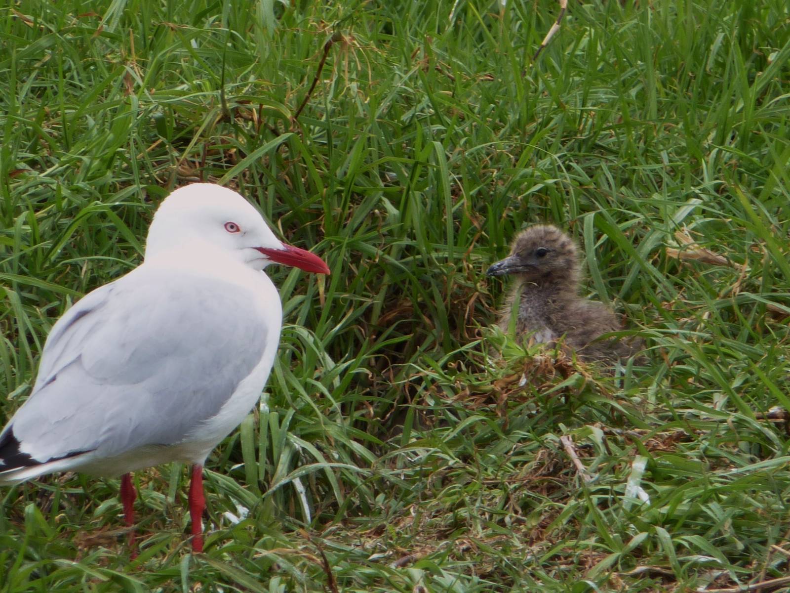 Silver Seagull Mother & Chick, Montague Island off Narooma, NSW