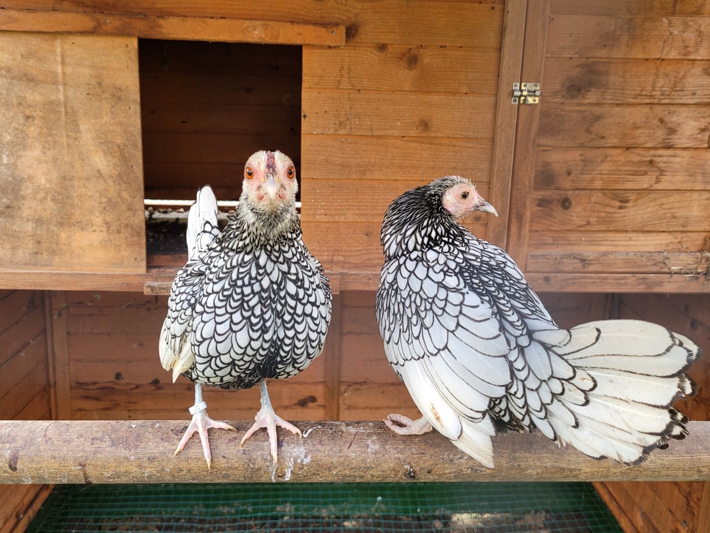 Silver Sebright hens -Zoo de Santillana del Mar (2023)