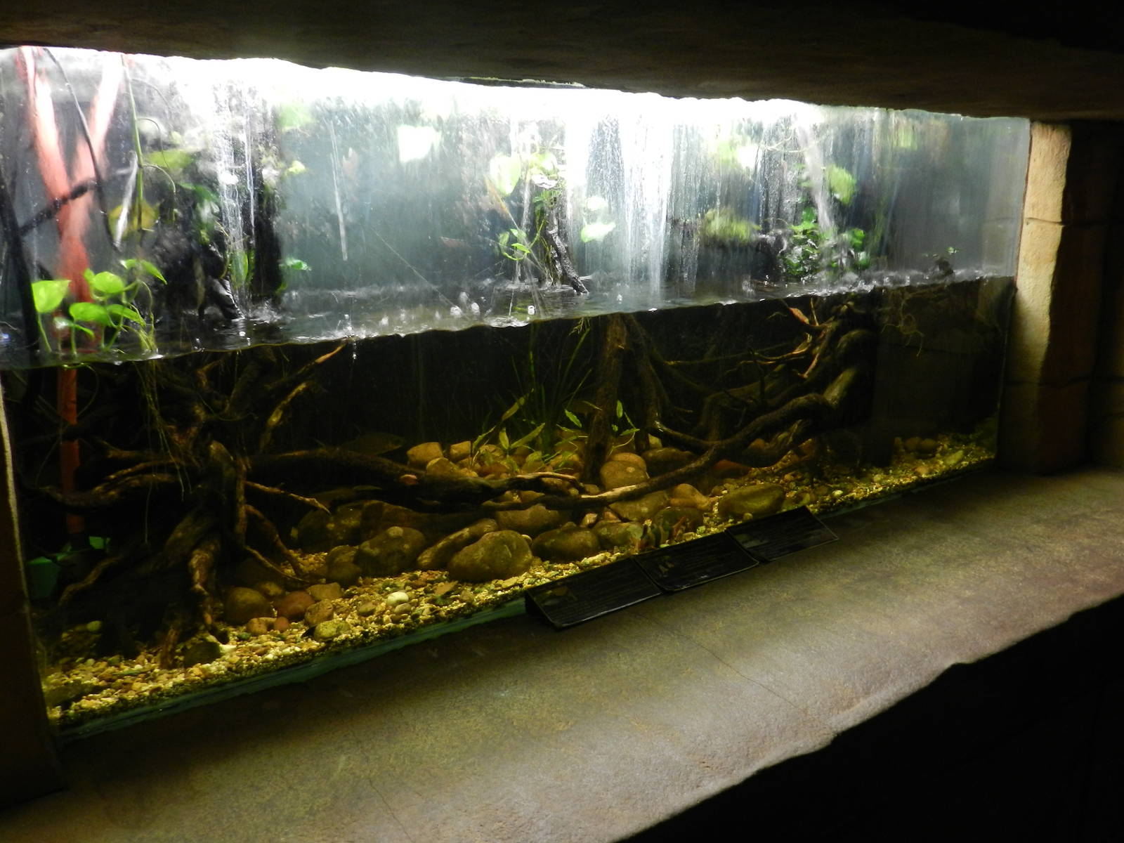 Silver Shark and Clown Loach Aquarium at Flamingo Land - 14/10/2012