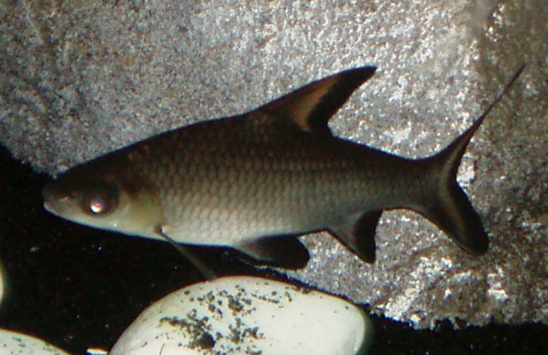 Silver Shark (Balantiocheilos melanopterus)