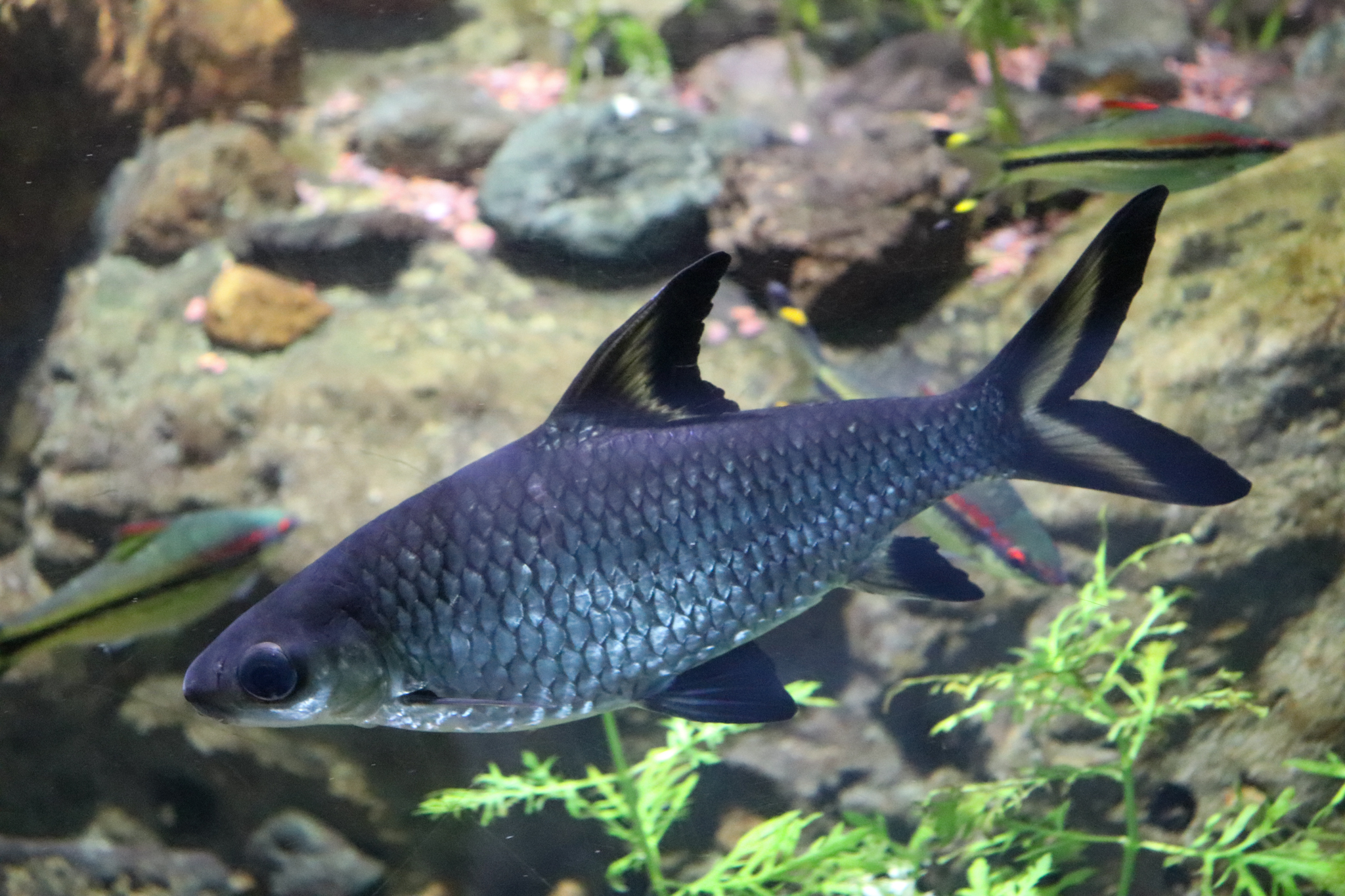 Silver Shark (Balantiocheilos melanopterus)