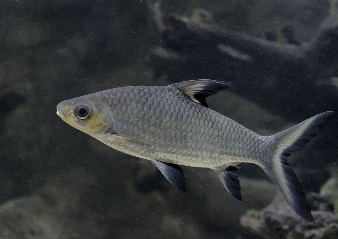 Silver sharkminnow