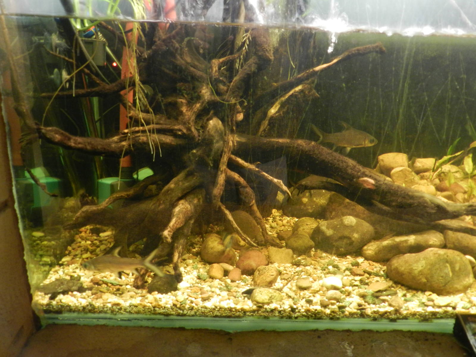 Silver Sharks and Clown Loaches at Flamingo Land - 14/10/2012