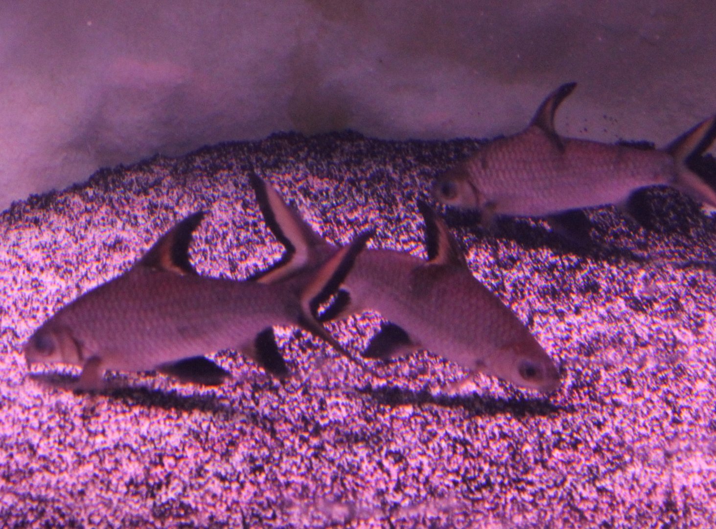 Silver sharks - Balantiocheilos melanopterus