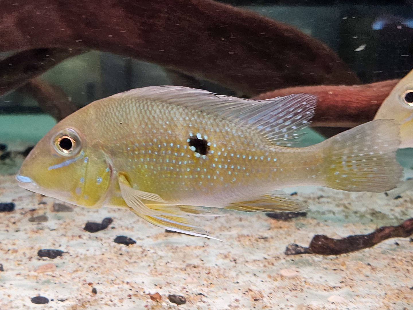 Silver-spotted Eartheater (Geophagus argyrostictus)