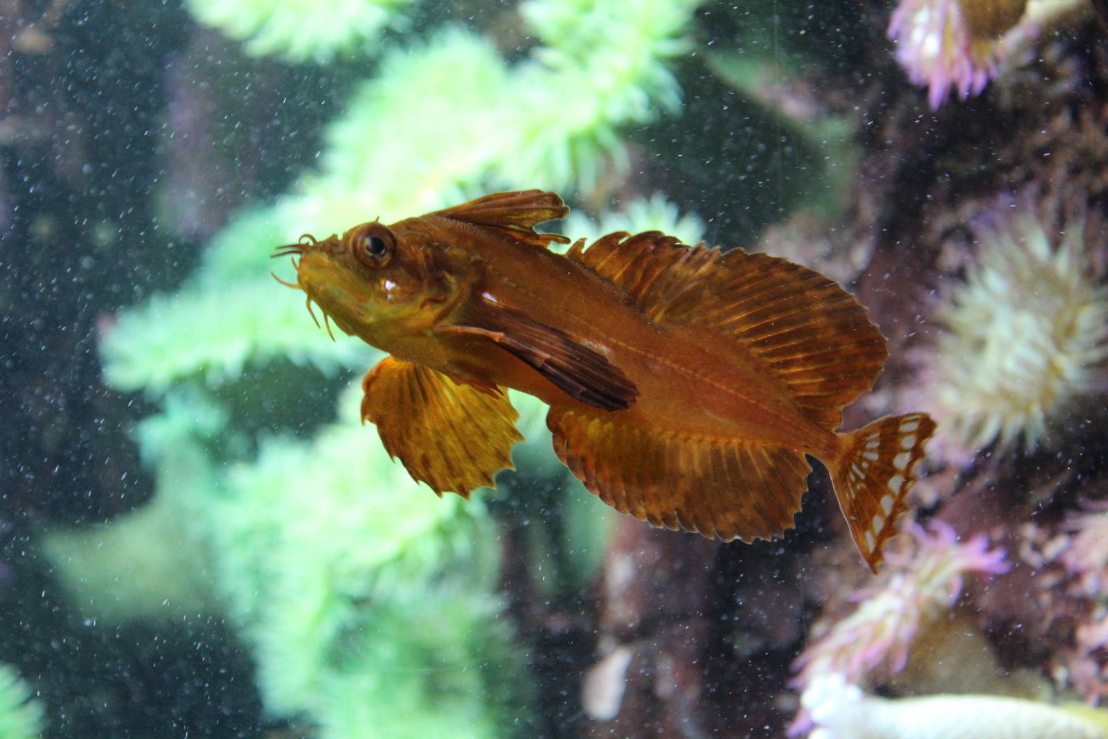 Silver Spotted Sculpin - Nov 2014