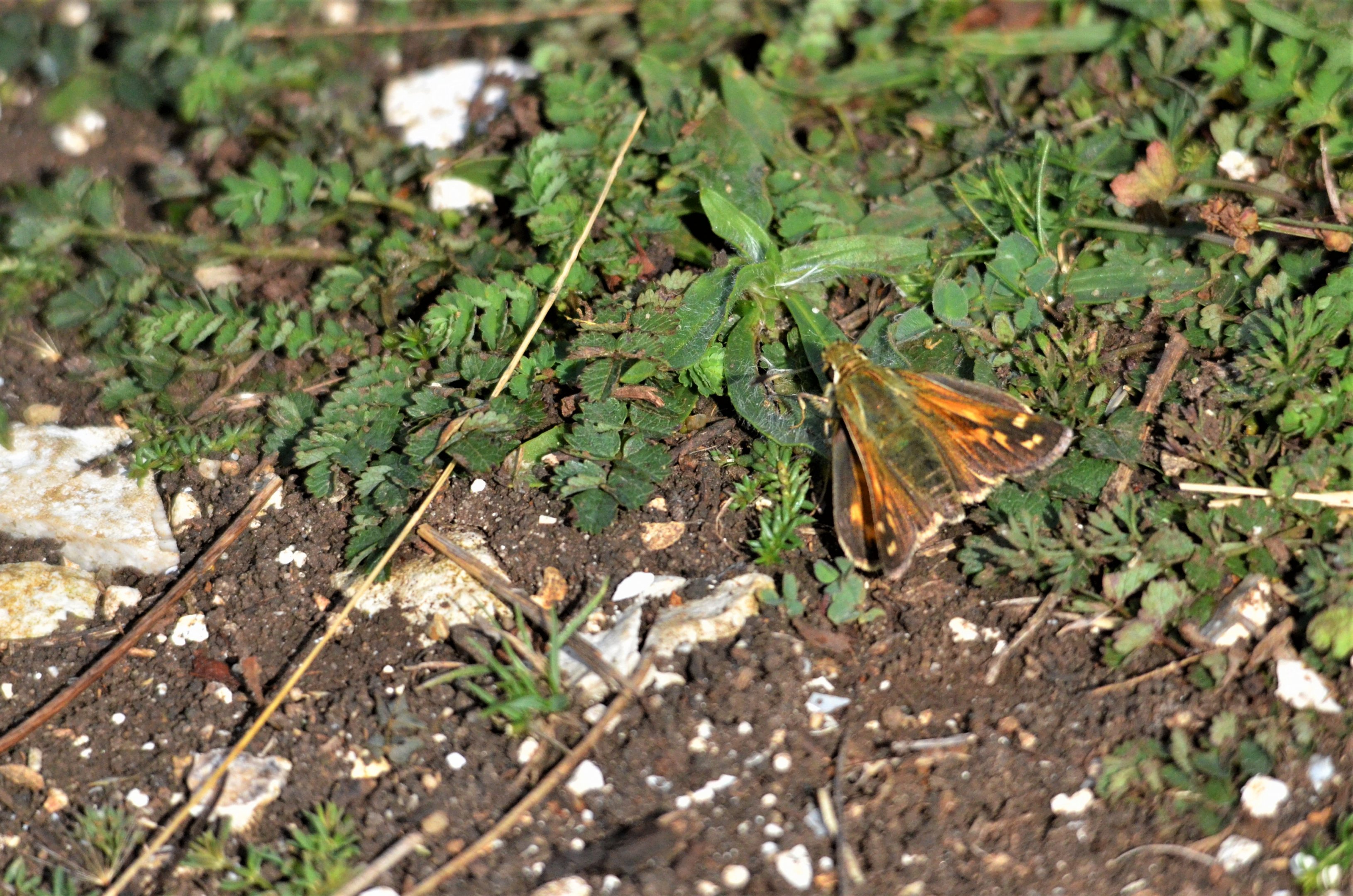 Silver-spotted Skipper at Aston Rowant, 11/08/19
