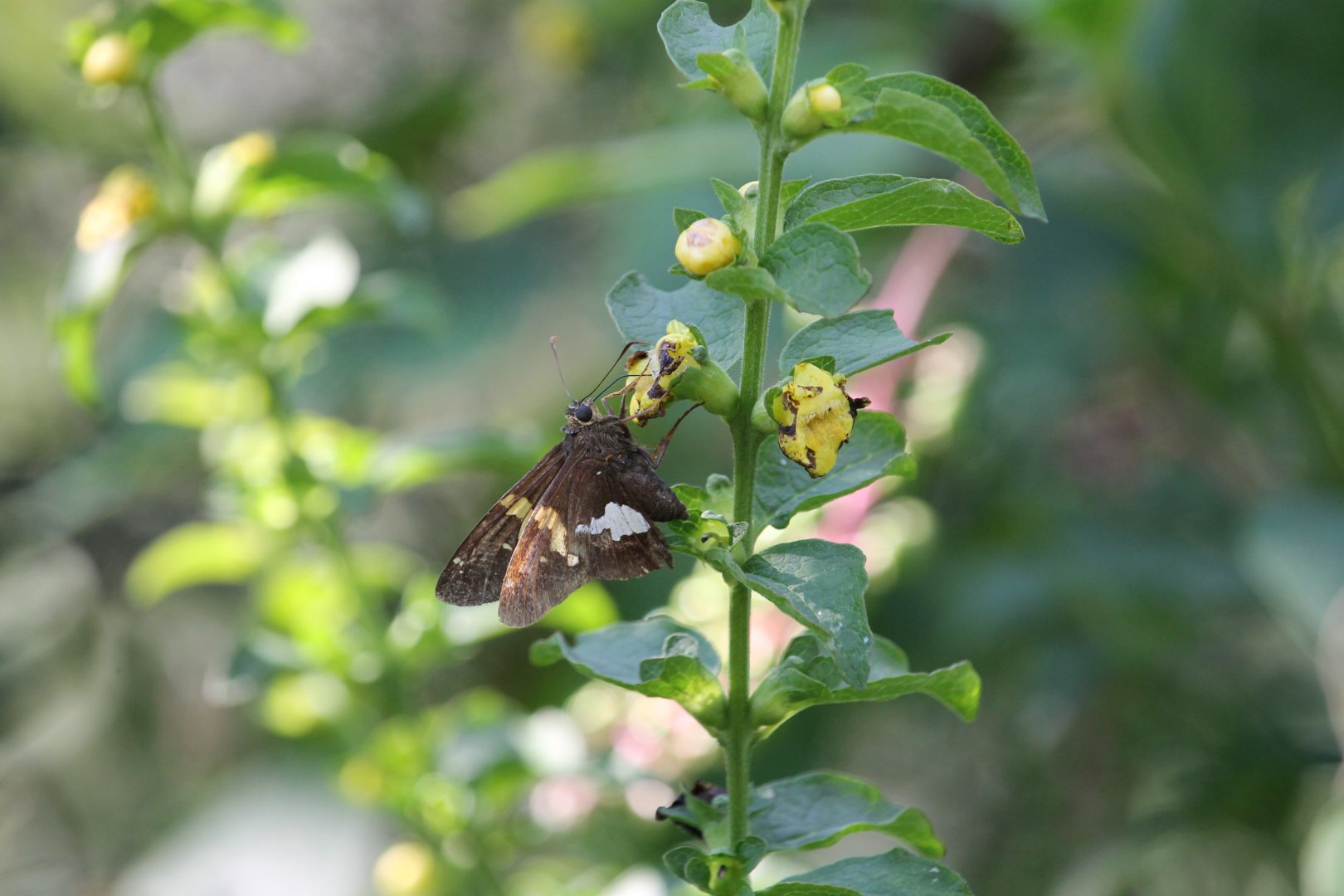 Silver-spotted skipper (Epargyreus clarus)