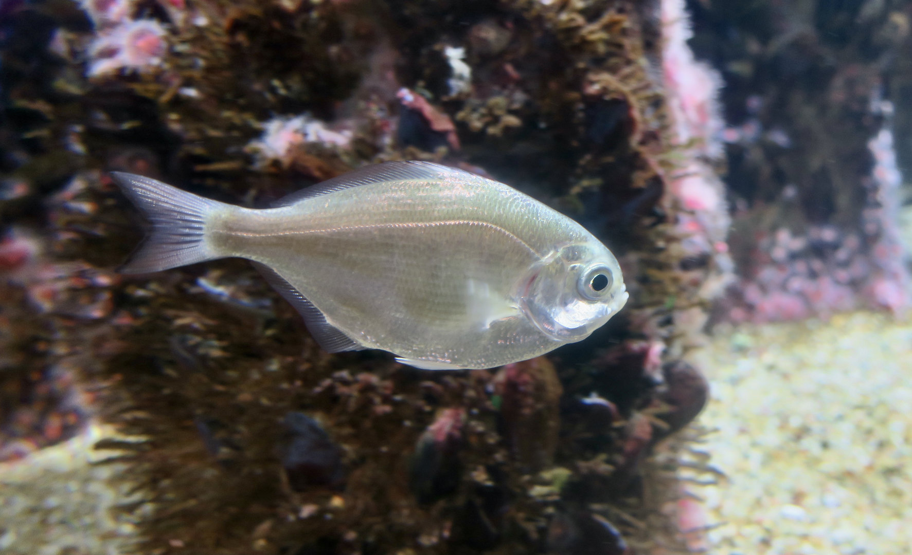 Silver Surfperch (Hyperprosopon ellipticum)