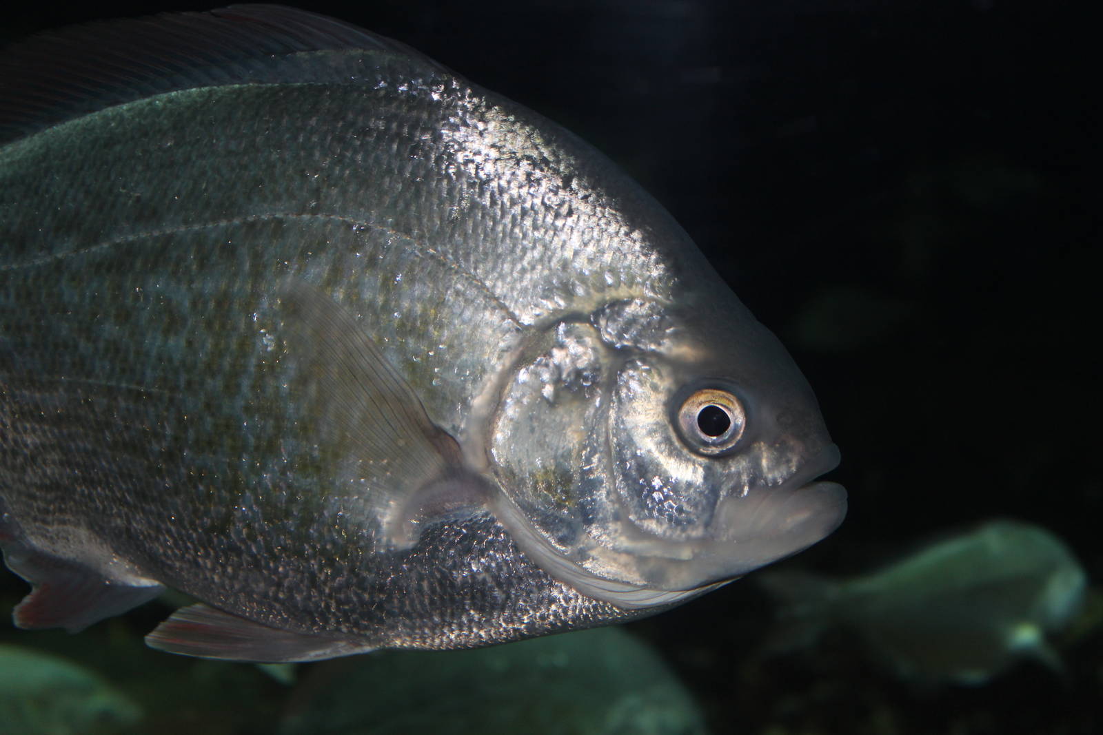 Silver Surfperch - Nov 2014