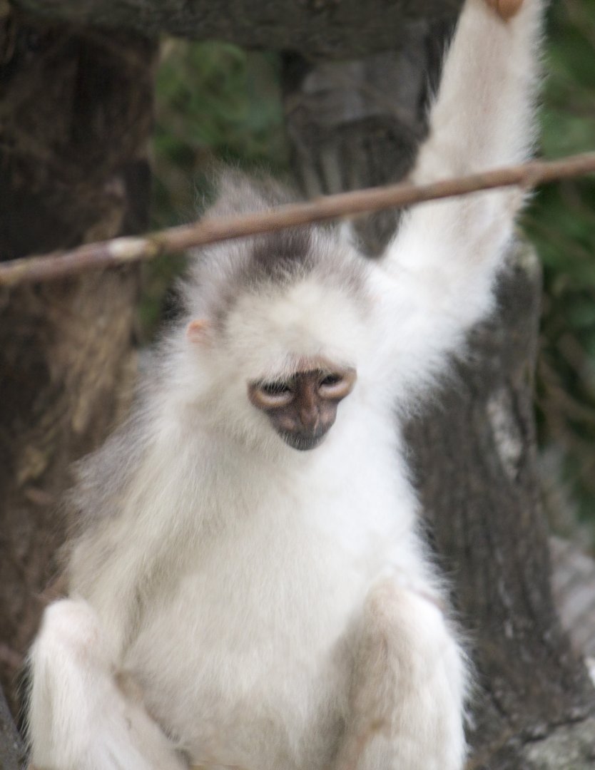 Silver Surili, Presbytis mitrata