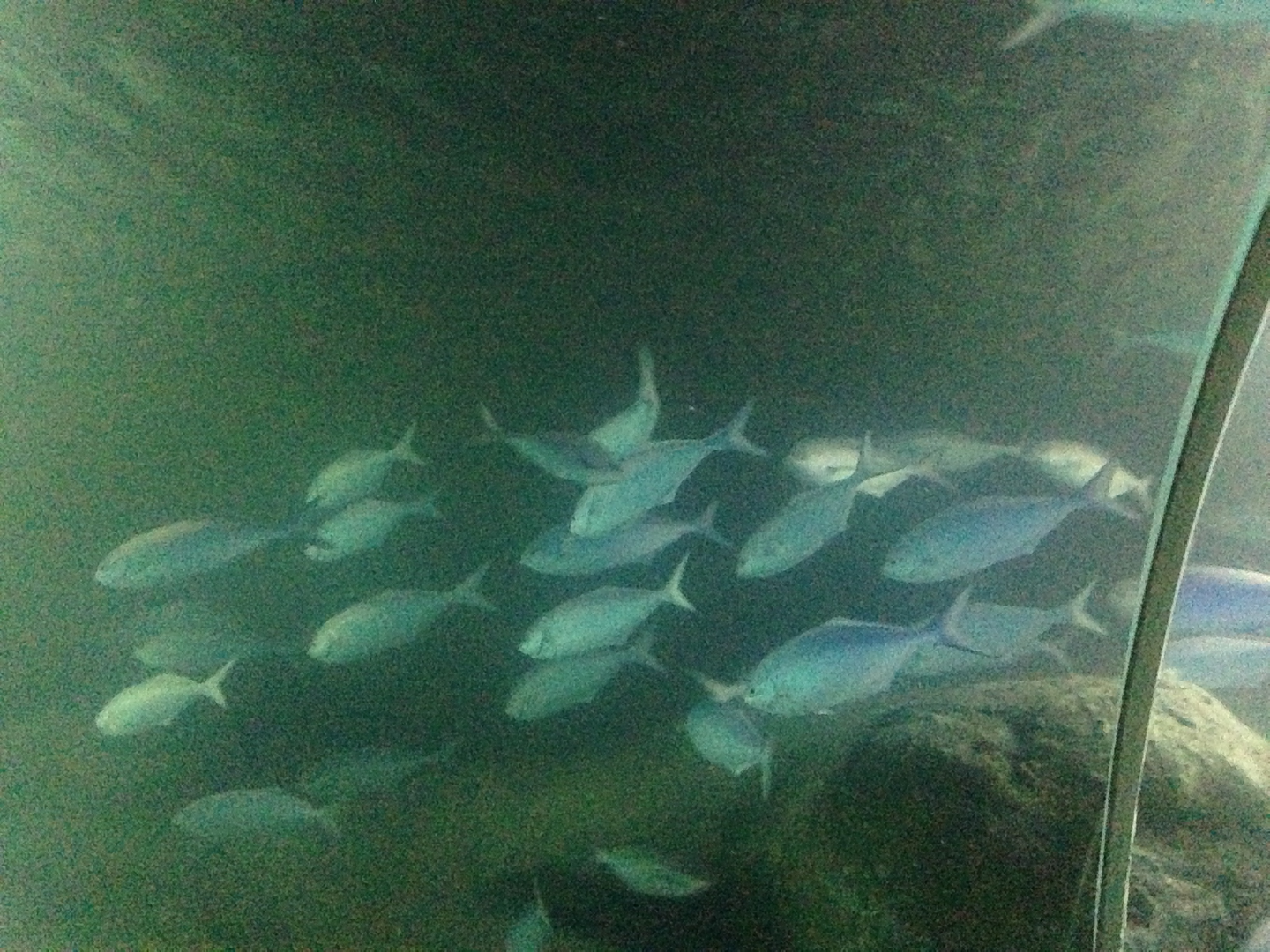 Silver Sweep - Kelly Tarlton's 2015