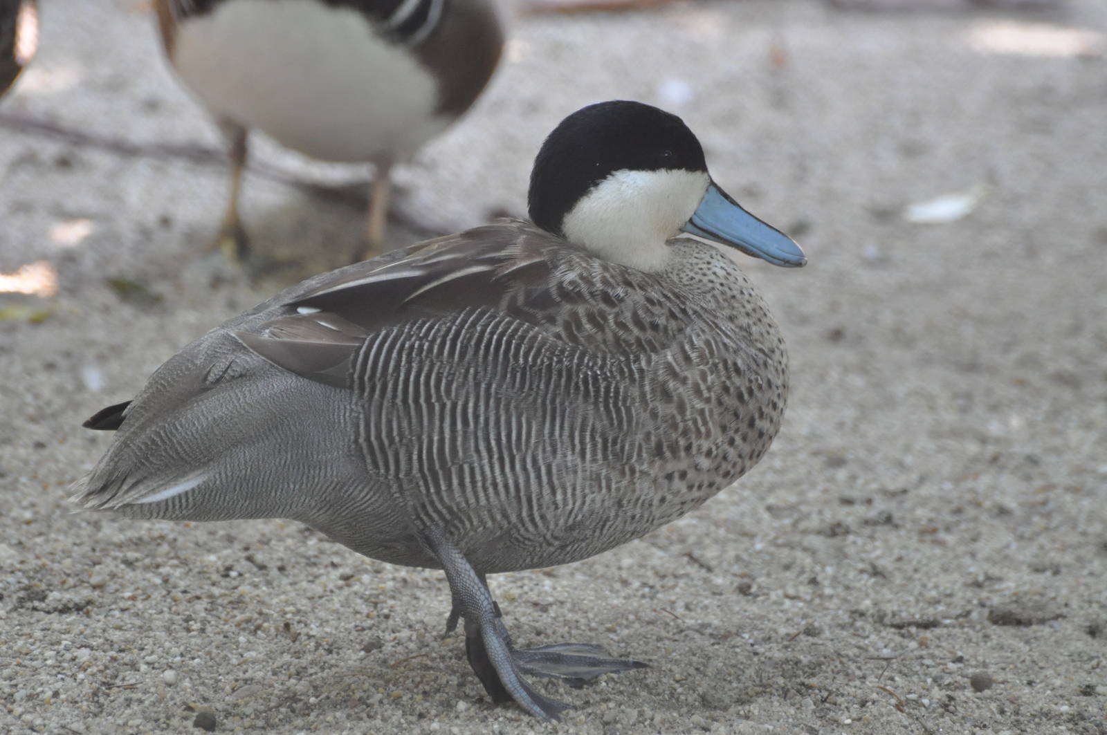 Silver teal/ Anas versicolor