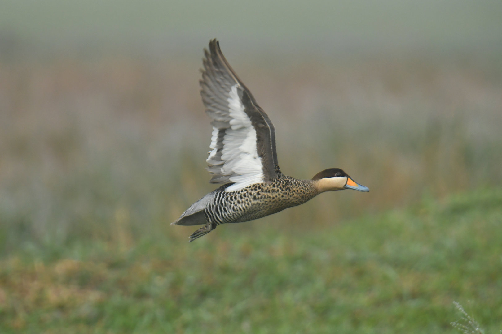 Silver Teal Spatula versicolor (