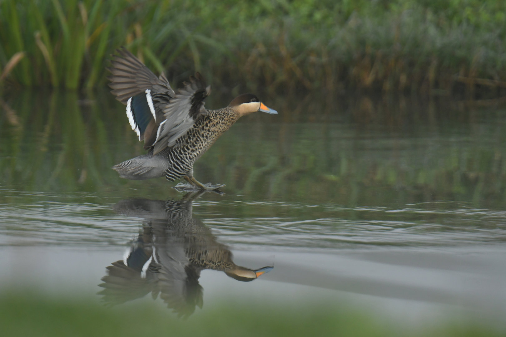 Silver Teal Spatula versicolor (