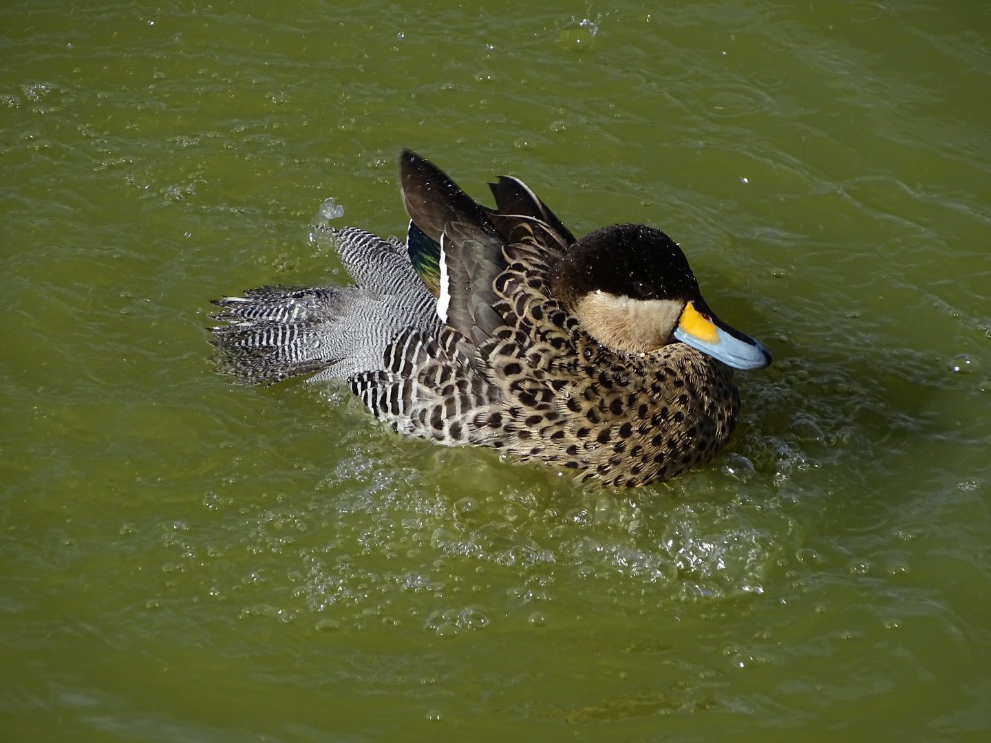 Silver teal (Spatula versicolor)