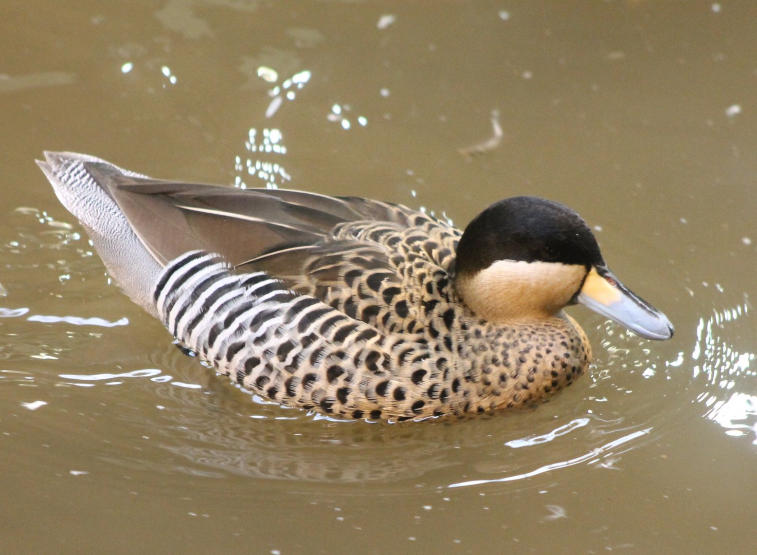 Silver teal