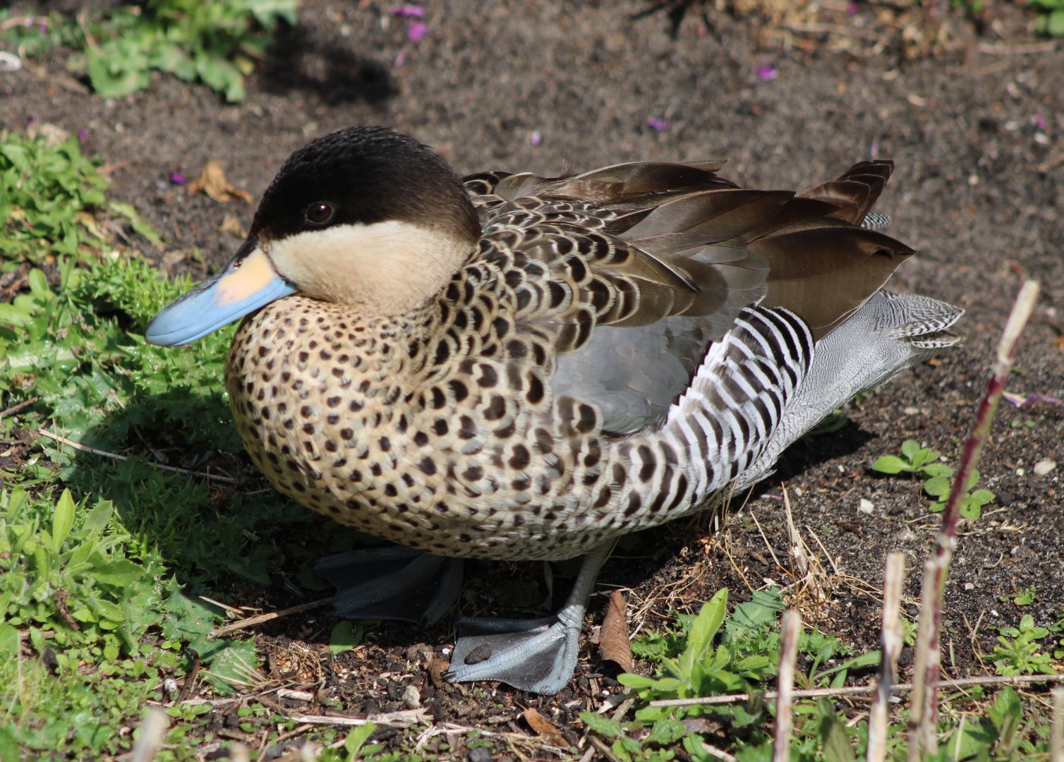 Silver teal